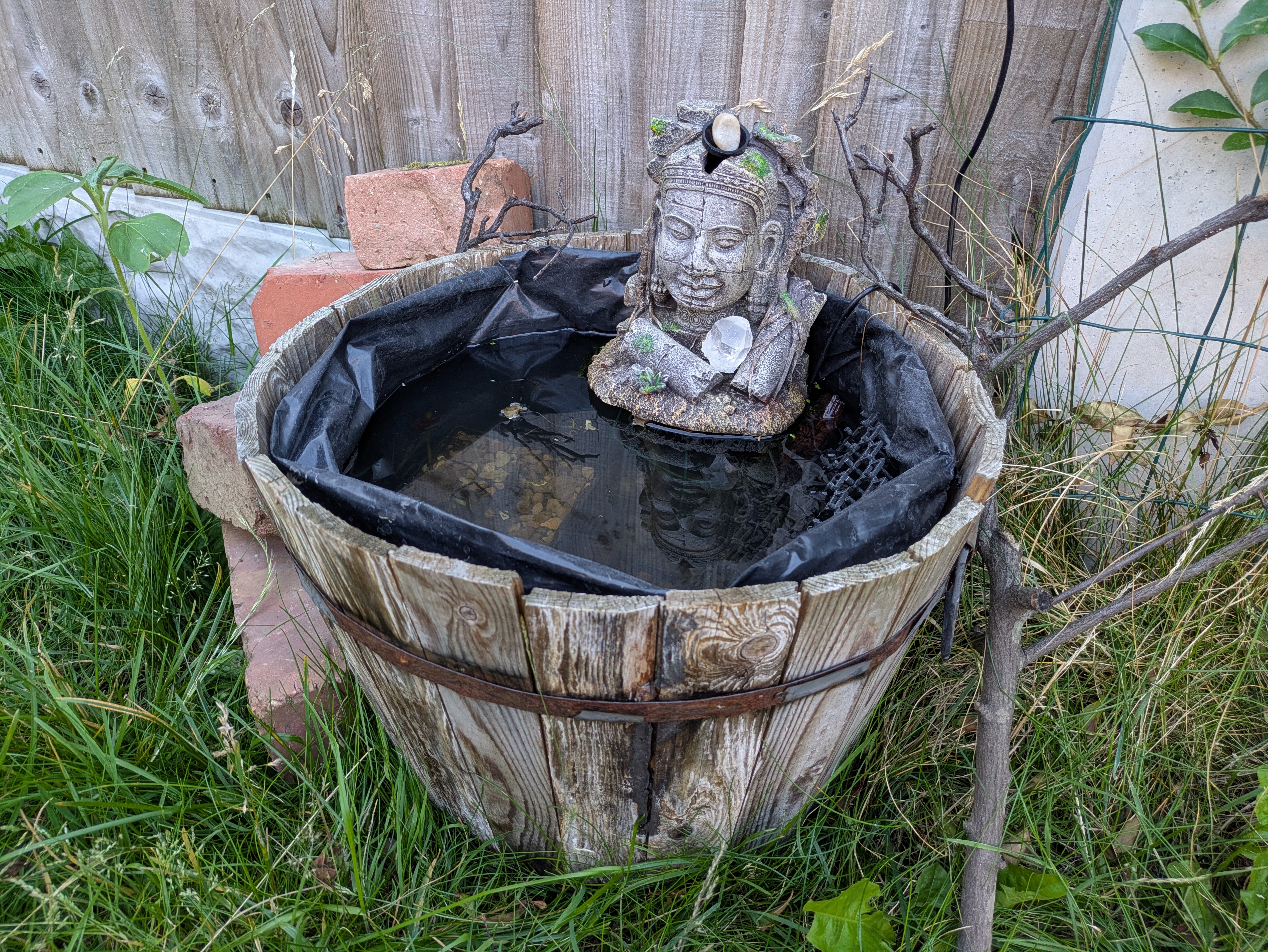 The pond in June 2026
