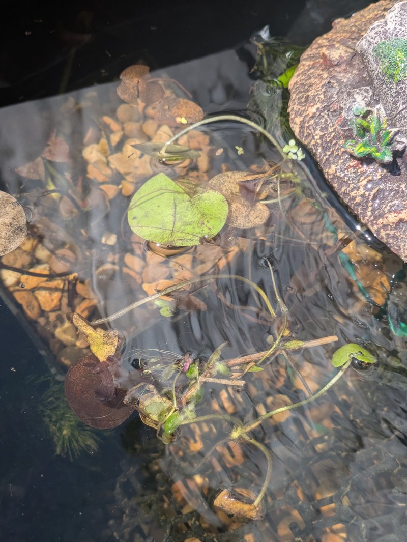 The thriving frogbit close-up 24 June 2026